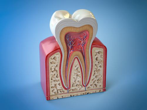 Diagram of tooth and root structure